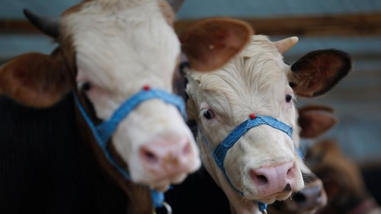 Kütahya'da 'şap' alarmı: 15 köy karantinada