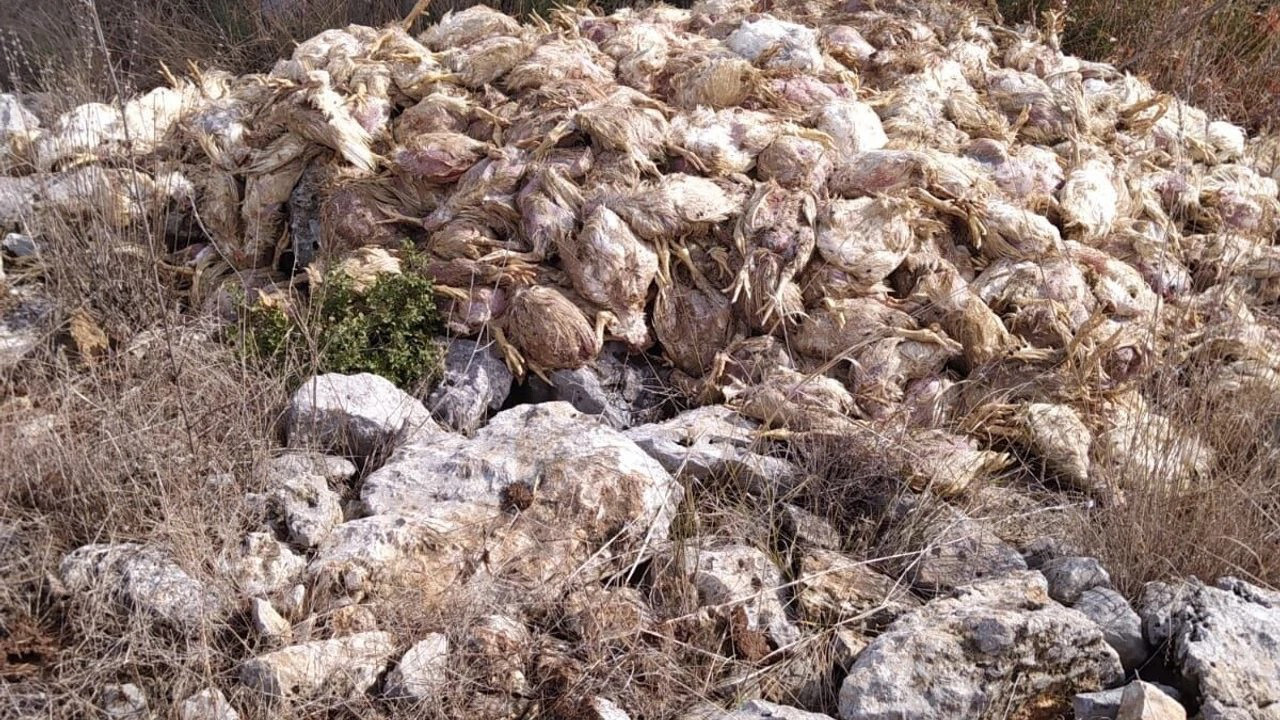 Ormanda çok sayıda tavuk ölüsü bulundu! Mersin'in Tarsus’ta ilçesinde görüldü