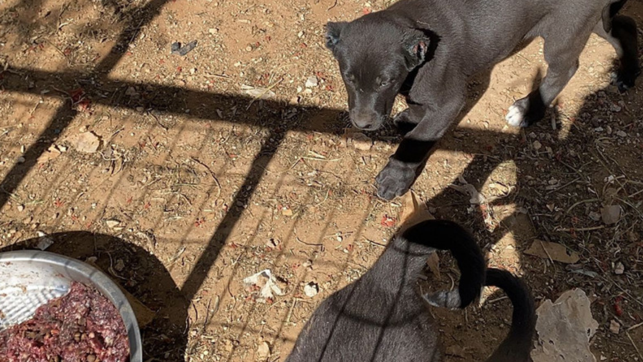 Antalya'da kan donduran olay! Yavru köpeklerin kulaklarını kesip...