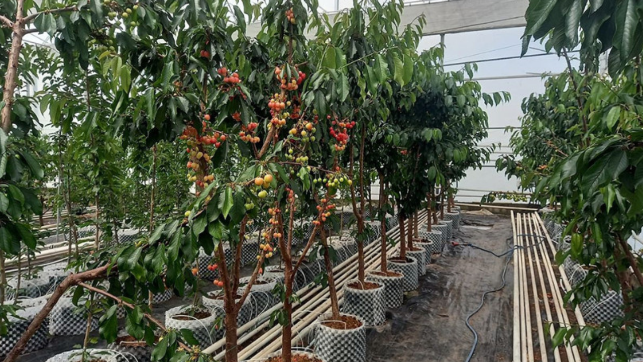 Dünyada ilk kez Afyonkarahisar'da üretildi! Bir meyvenin mevsimi değişti
