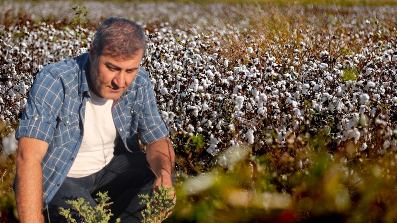 Pamuk üreticisi maliyetler altında eziliyor: Çiftçi borcunu borçla kapatıyor
