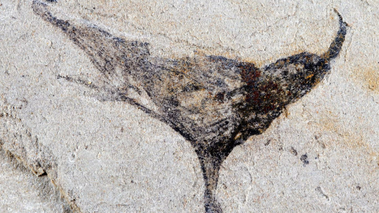 Bilim dünyası çalkalanıyor: Çin'deki yeni keşif yaşamın başlangıcıyla alakalı bilgilerimizi değiştiriyor