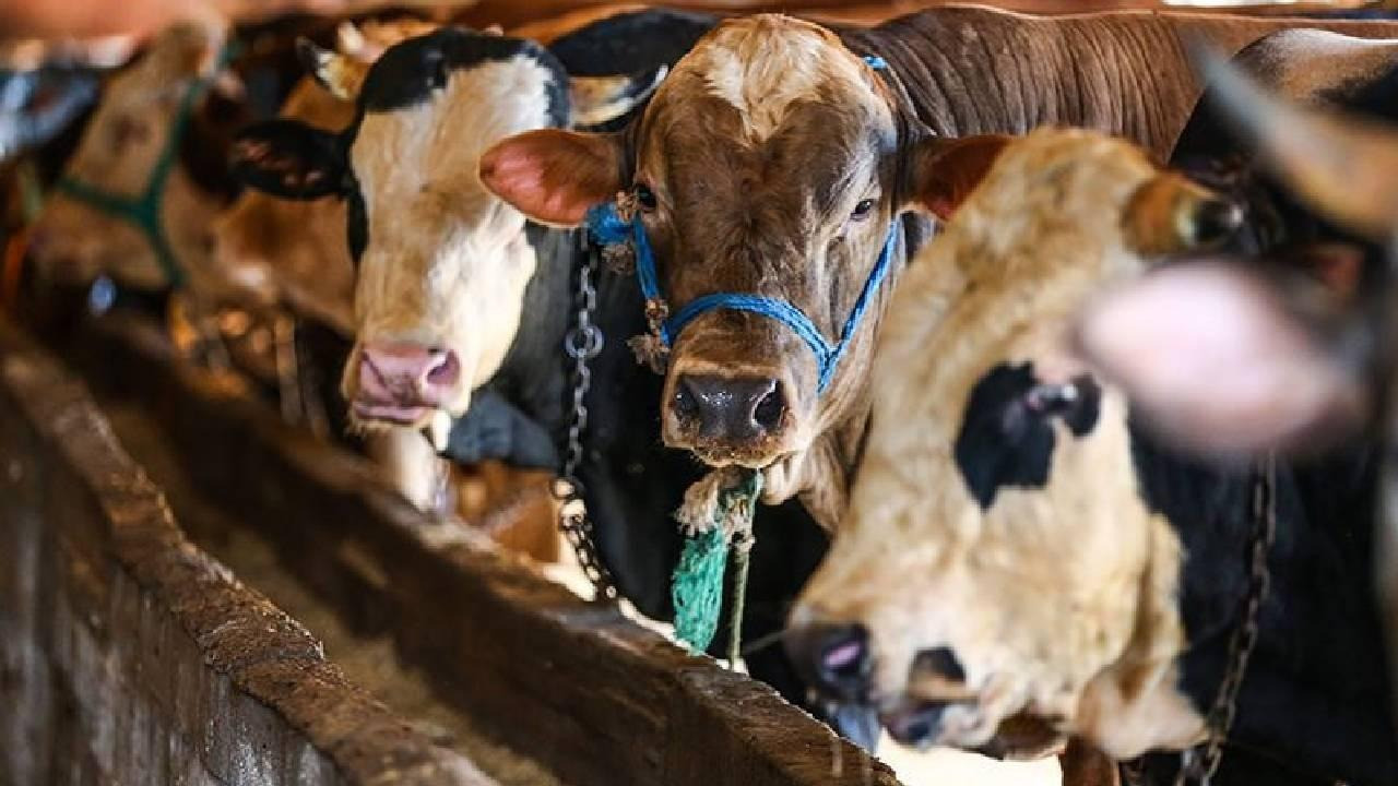 Kurban Bayramı tatili 9 gün mü olacak? 2026 Kurban Bayramı ne zaman?