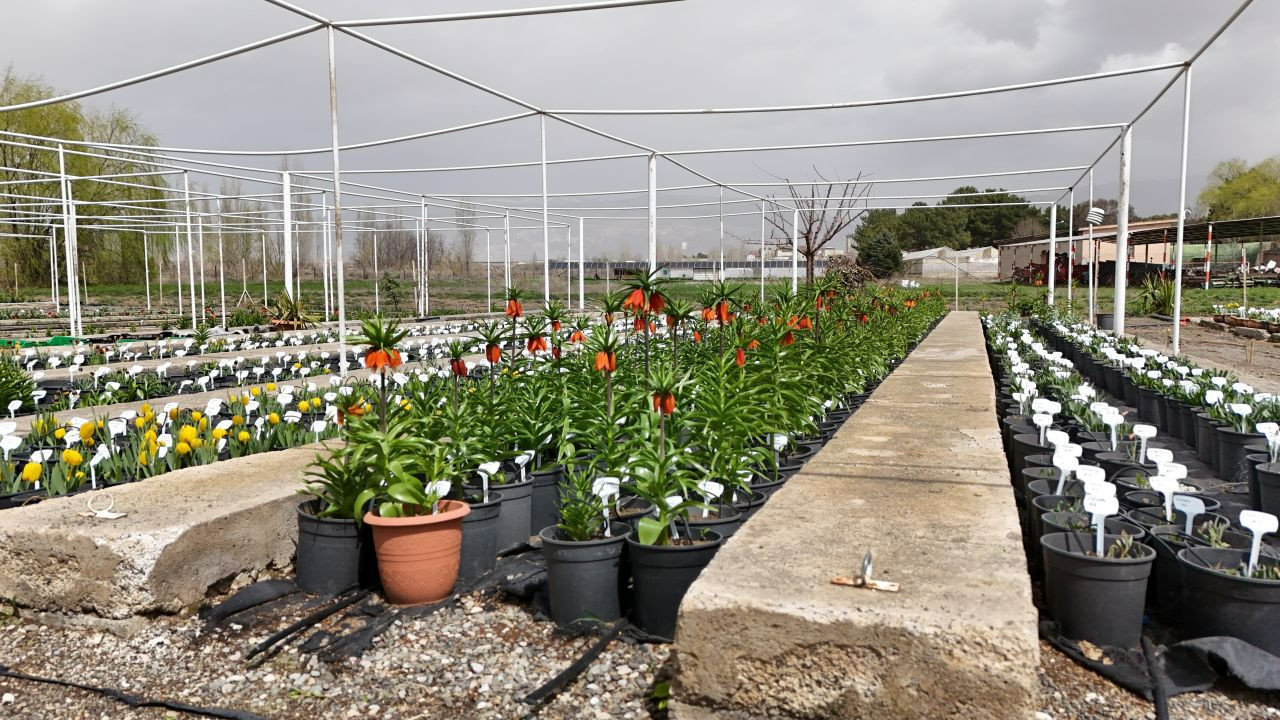 Uzmanlar uyardı: Türkiye'deki bu çiçeği koparmanın bedeli servet değerinde