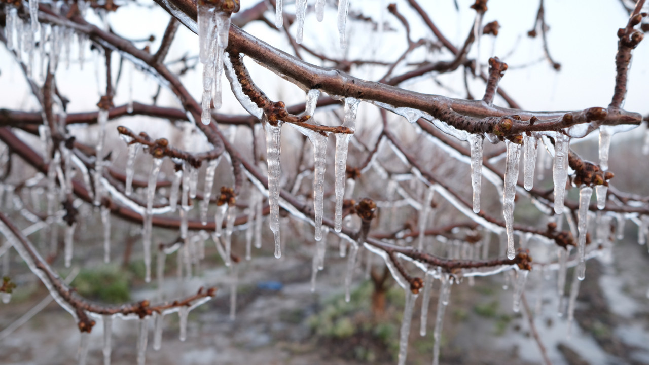Çiftçilerin zorlu mesaisi: Ağaçları dondurarak koruyorlar