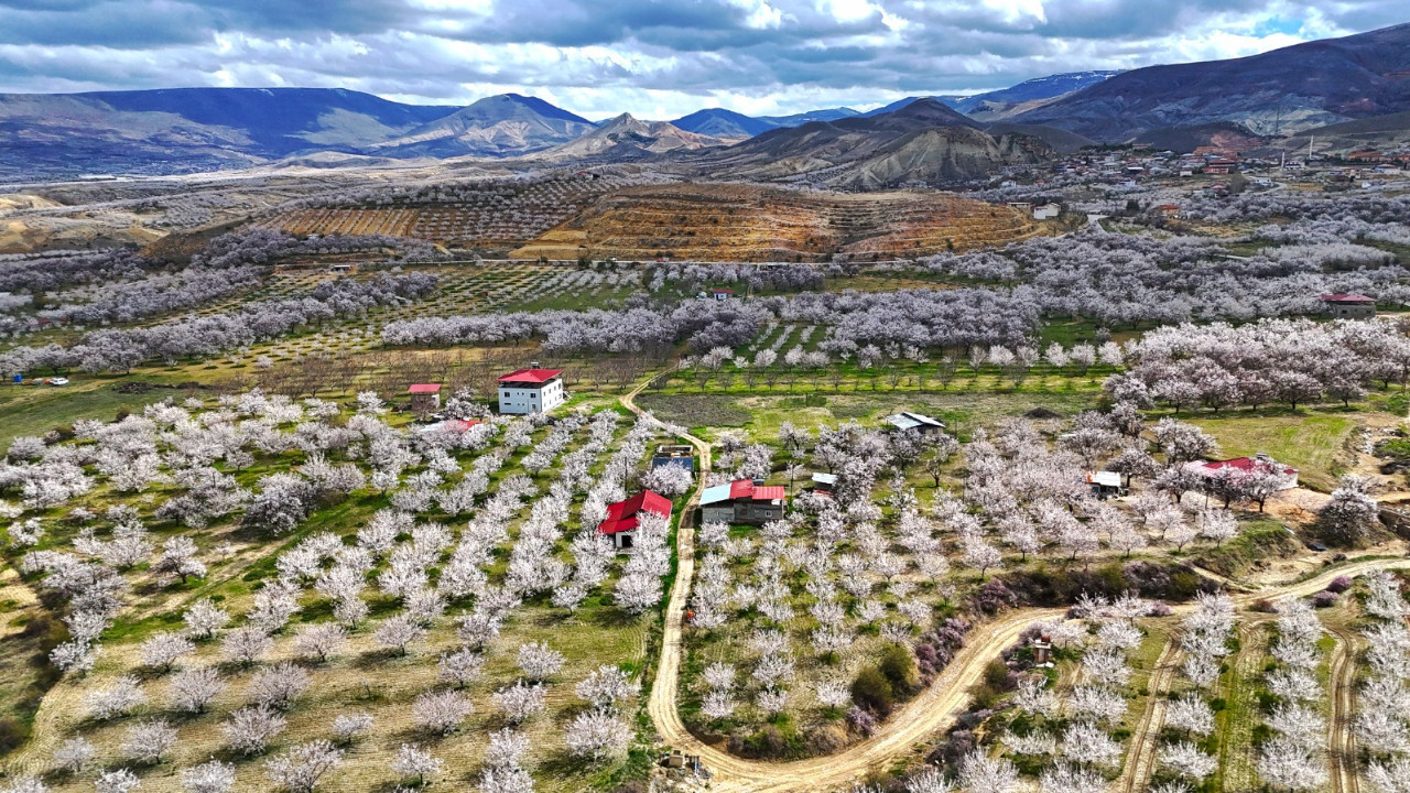 Malatya’da kayısı çiçekleri döküldü