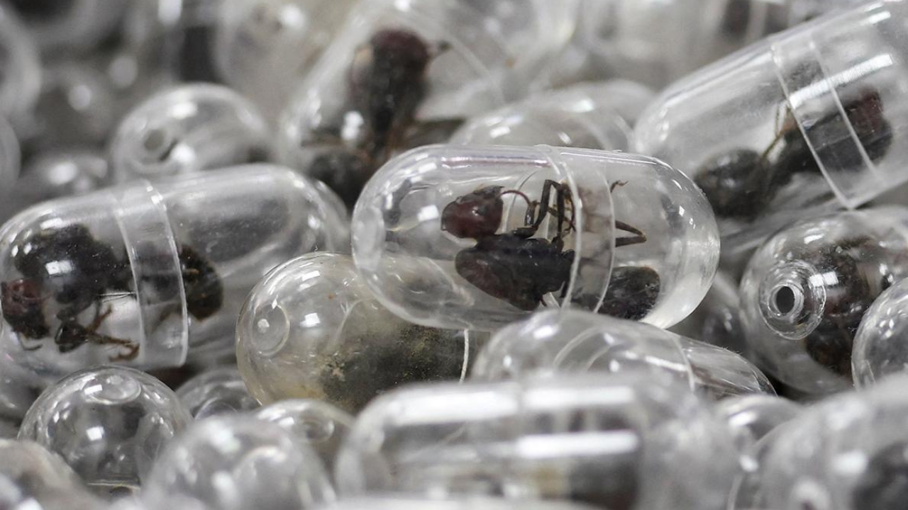 Valizinden 2 bin 200 canlı karınca çıktı