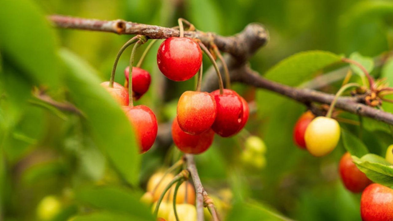 Manisa'da 'kırmızı altın' hasadı başladı! Kilosu 6 bin TL'den satıldı