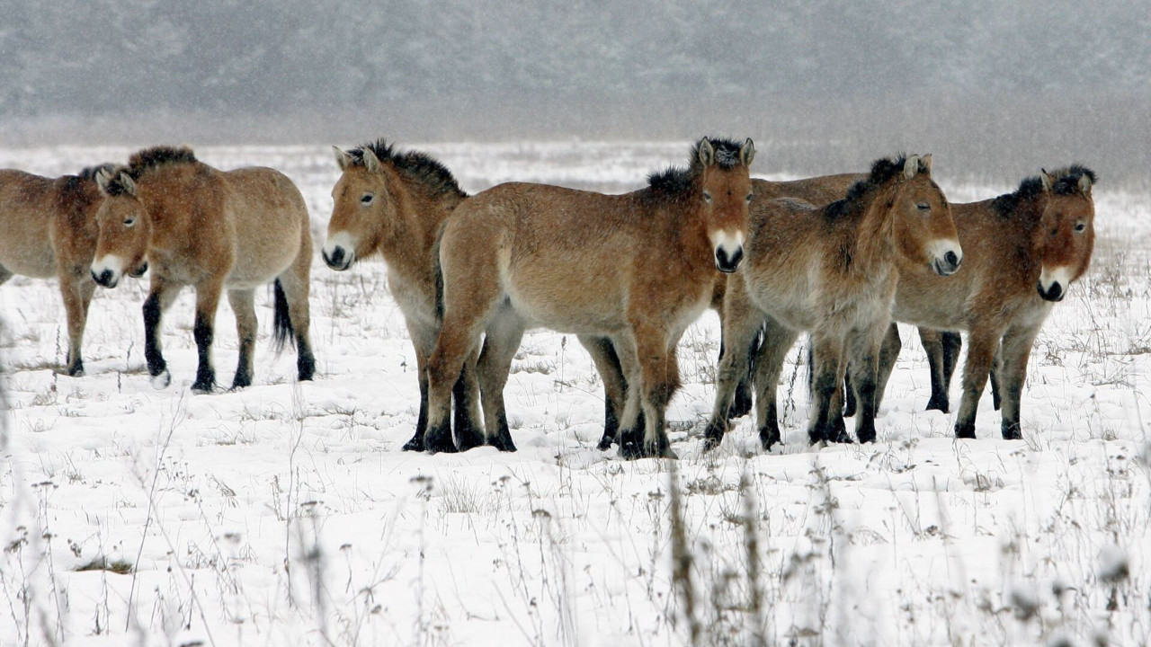 Çernobil’de yaşamın inadı: 33 kromozomlu atlar radyasyona meydan okuyor