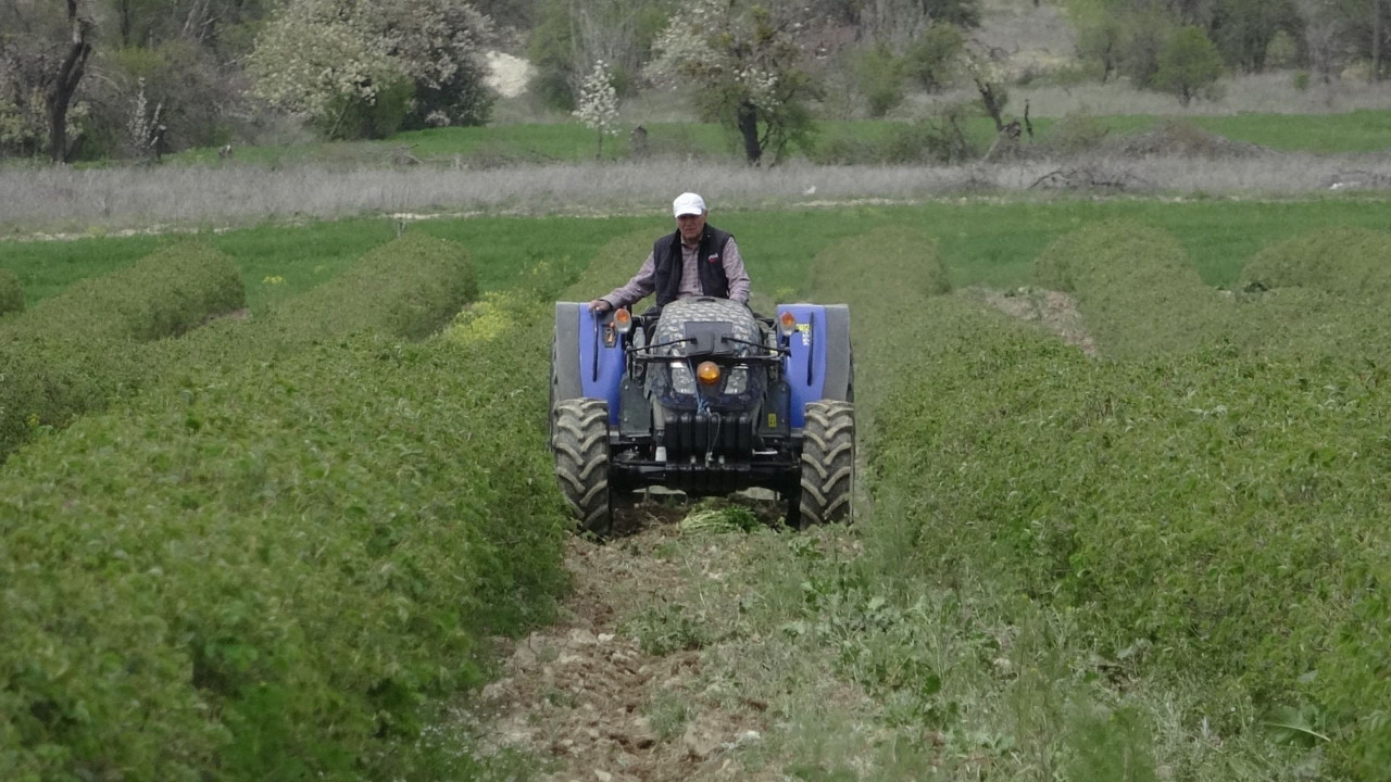 Isparta’da gül sezonu hazırlıkları başladı: Don riski yok, beklenti yüksek