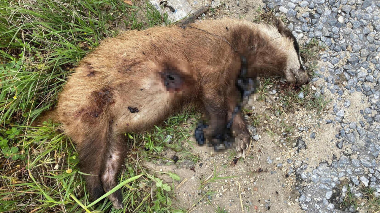 Nesli tehlike altındaydı: Aydın'da öldürüldü!