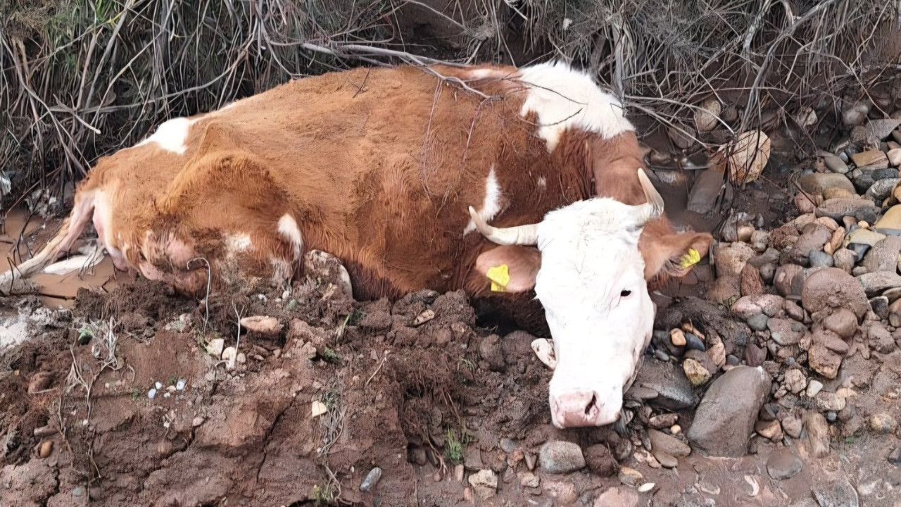 Tunceli'de çamura batan ineği ekipler kurtardı