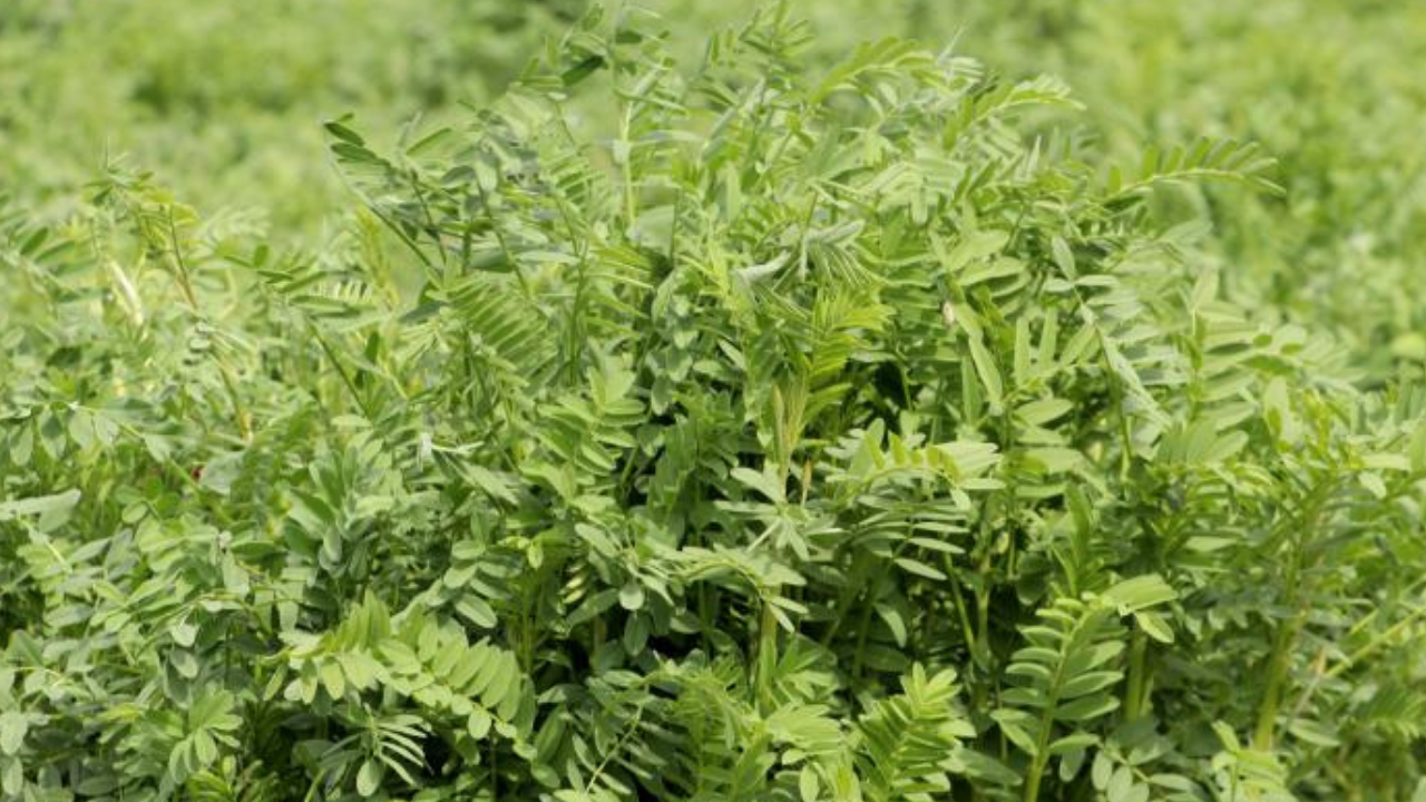 Yerli korunga "NKÜ Efsane" adıyla tescillendi