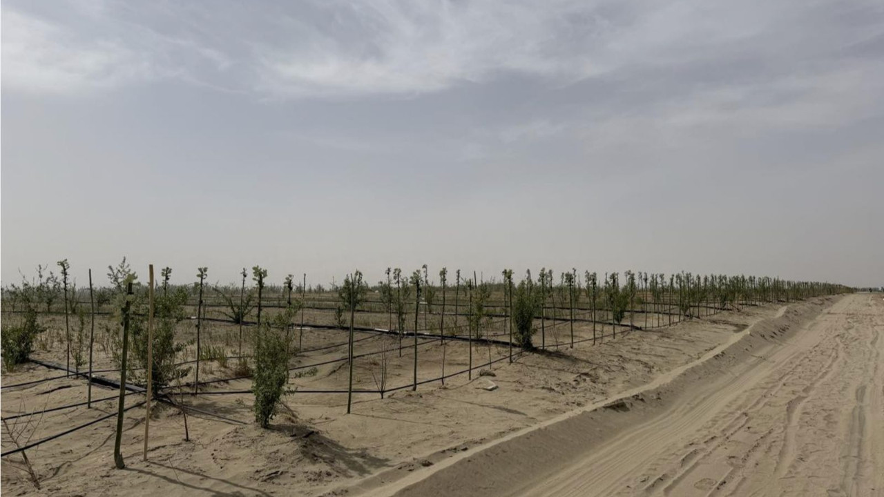 Hotan'da çölleşmeye karşı halk seferberliği: Kum alanları 'bereket havzasına' dönüşüyor
