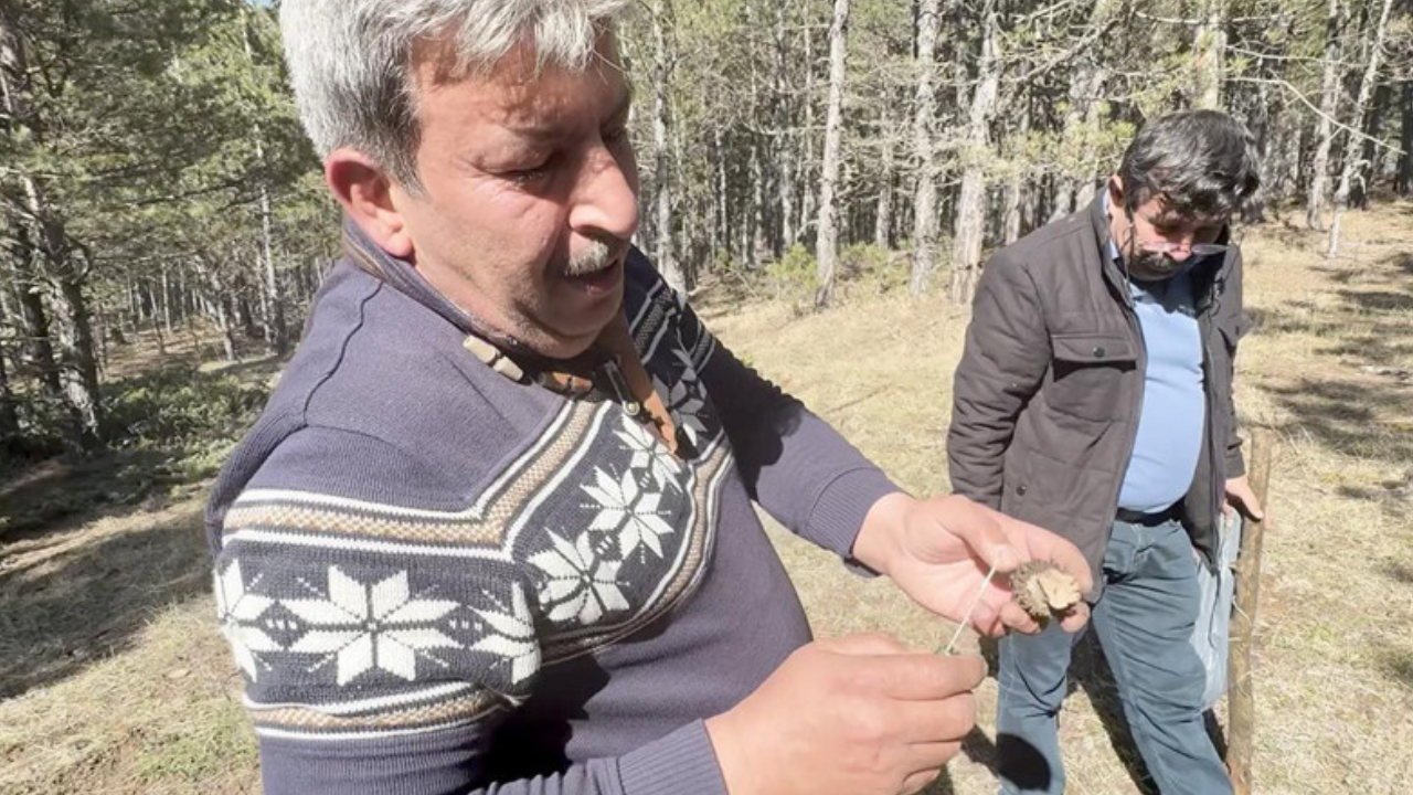 Kastamonu'da ormandan toplayıp satıyor! Kilosu 1500 TL