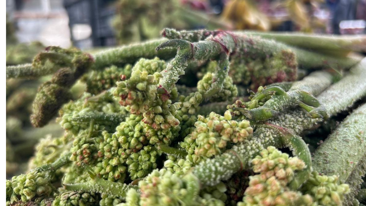 Senede bir kere çıkıyor! Van'da kilosu 400 TL'den satılıyor