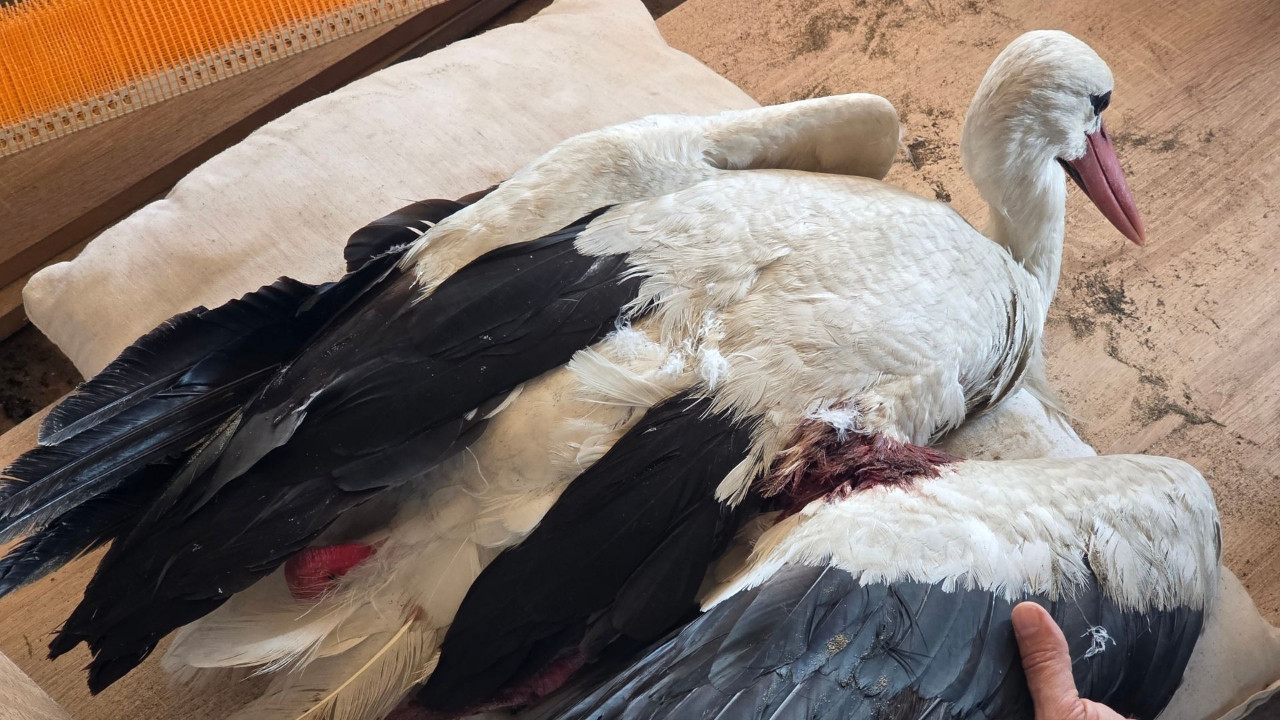 Hatay’da yaban hayatı can çekişiyor: 2 ayda 53 leylek vuruldu