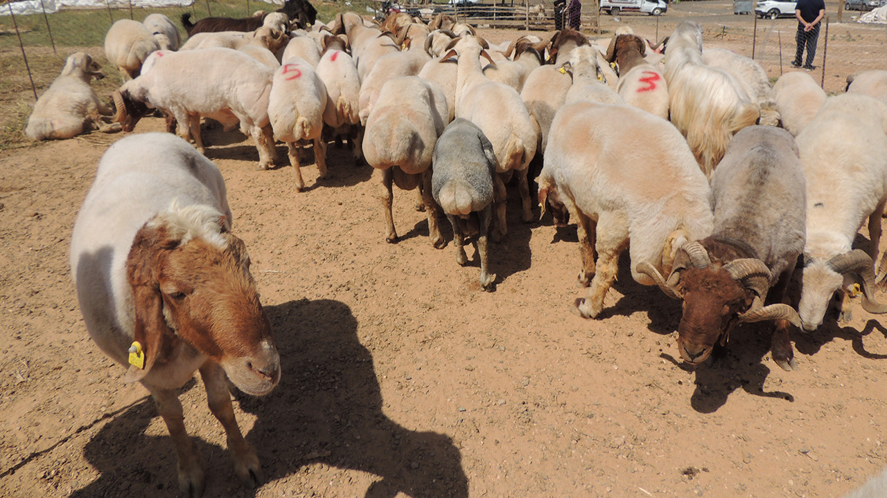 Kurban pazarlarında üretici de alıcı da dertli