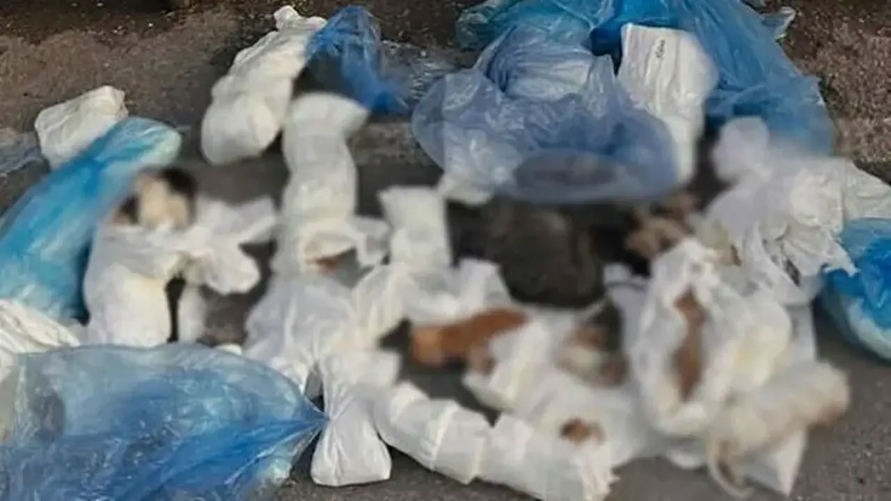 İzmir'de 33 kedinin ölü bulundu! Veteriner adliyede
