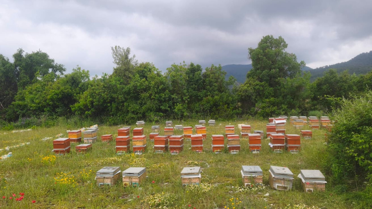Hataylı arıcılar birlikle kazanıyor
