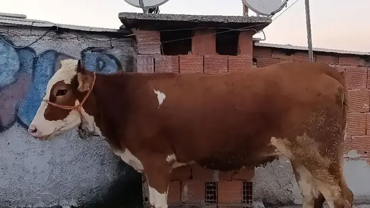 Kurbanlık boğa 6 katlı binanın terasında kesildi