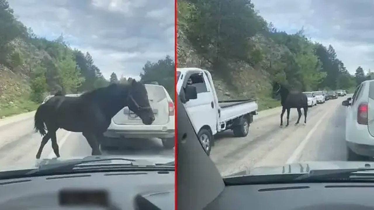 Bursa’da başıboş atlar trafiği tehlikeye soktu