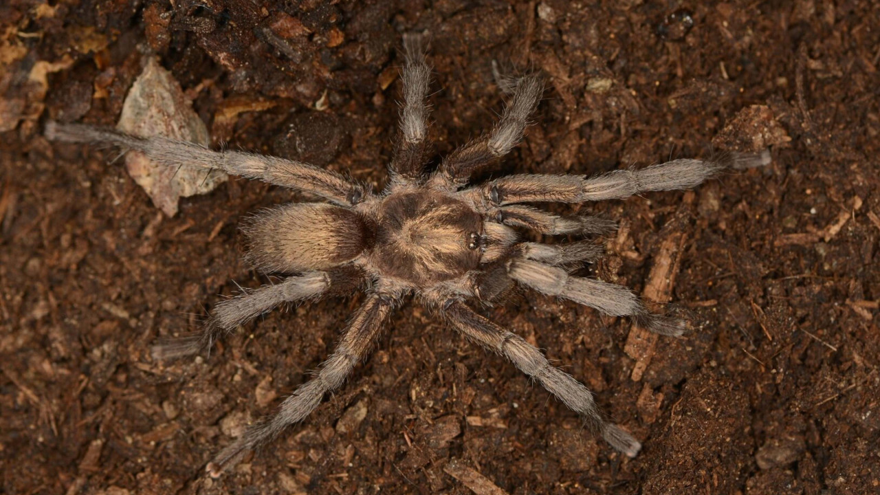 Aydın'da bulunan tarantula türü Türkiye faunasına kaydedildi