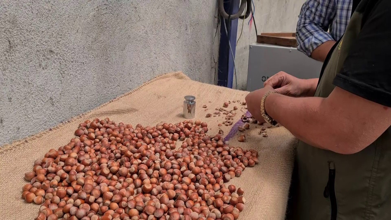 'Ferrero, taahhütlerini yeri getirmiyor': Düşen fındık fiyatları incelenmeli