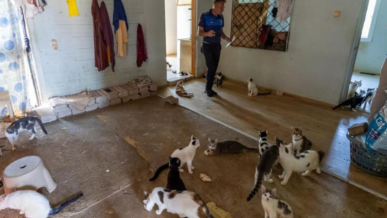 Mersin'de 'çöp ev' ihbarı! İçeriden tam 100 kedi çıktı