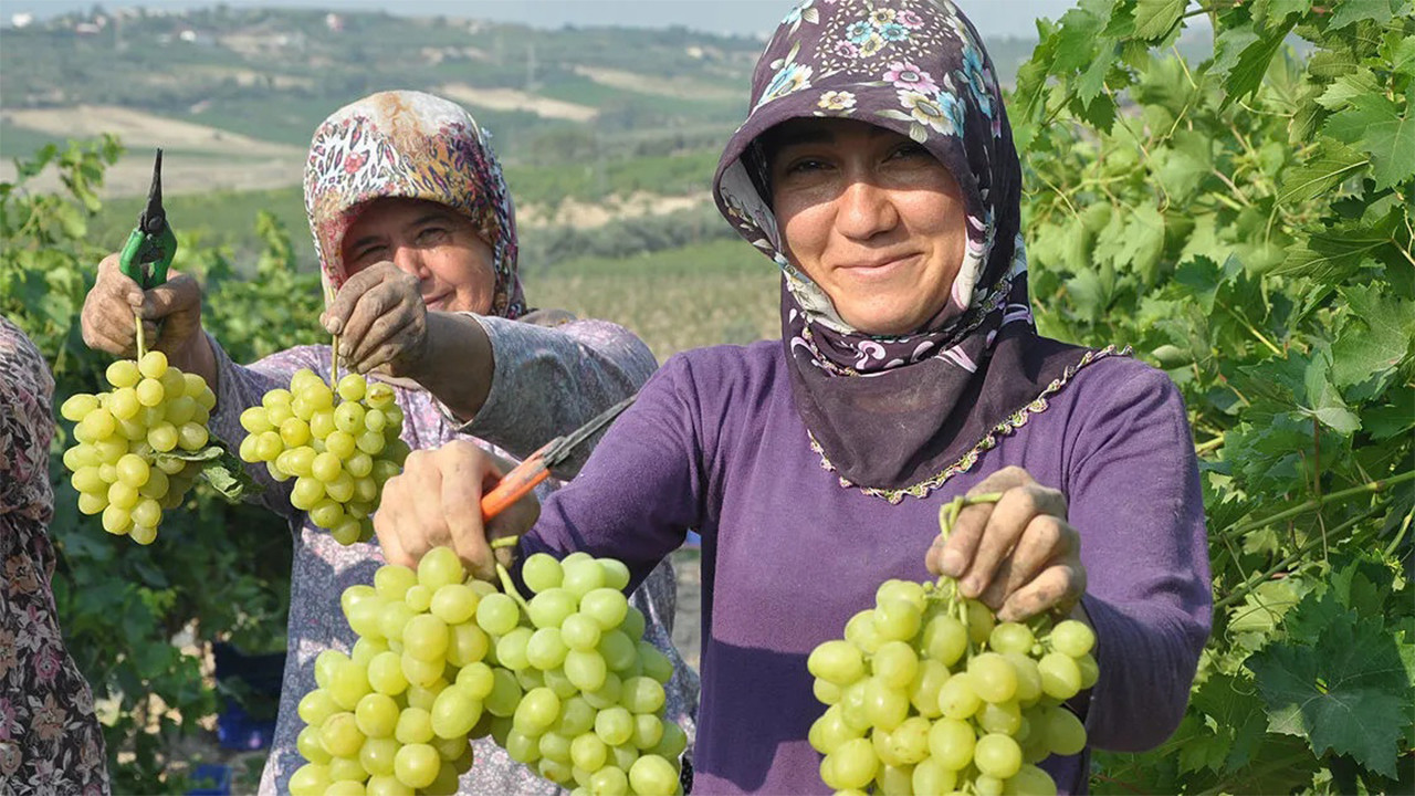 Üzümde fiyat krizi
