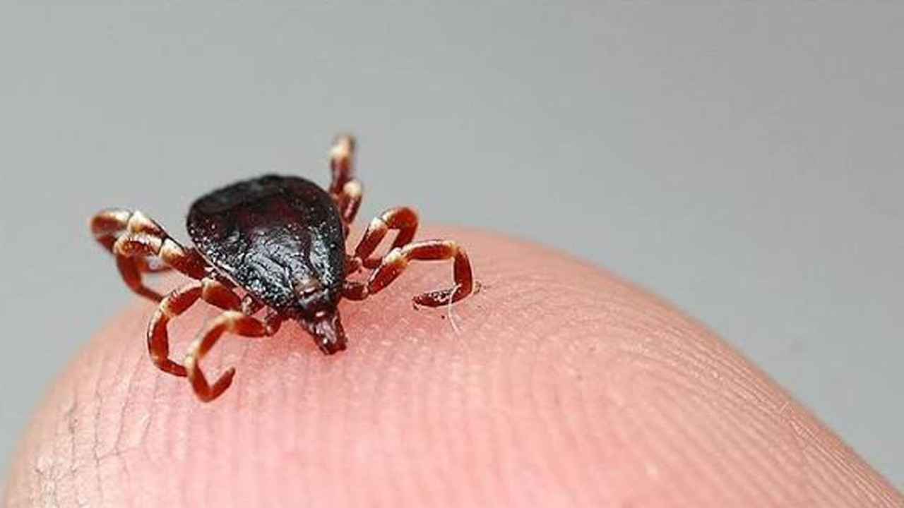 Tokat'ta Kırım Kongo Kanamalı Ateşi vakası! Çocuk tedaviye alındı