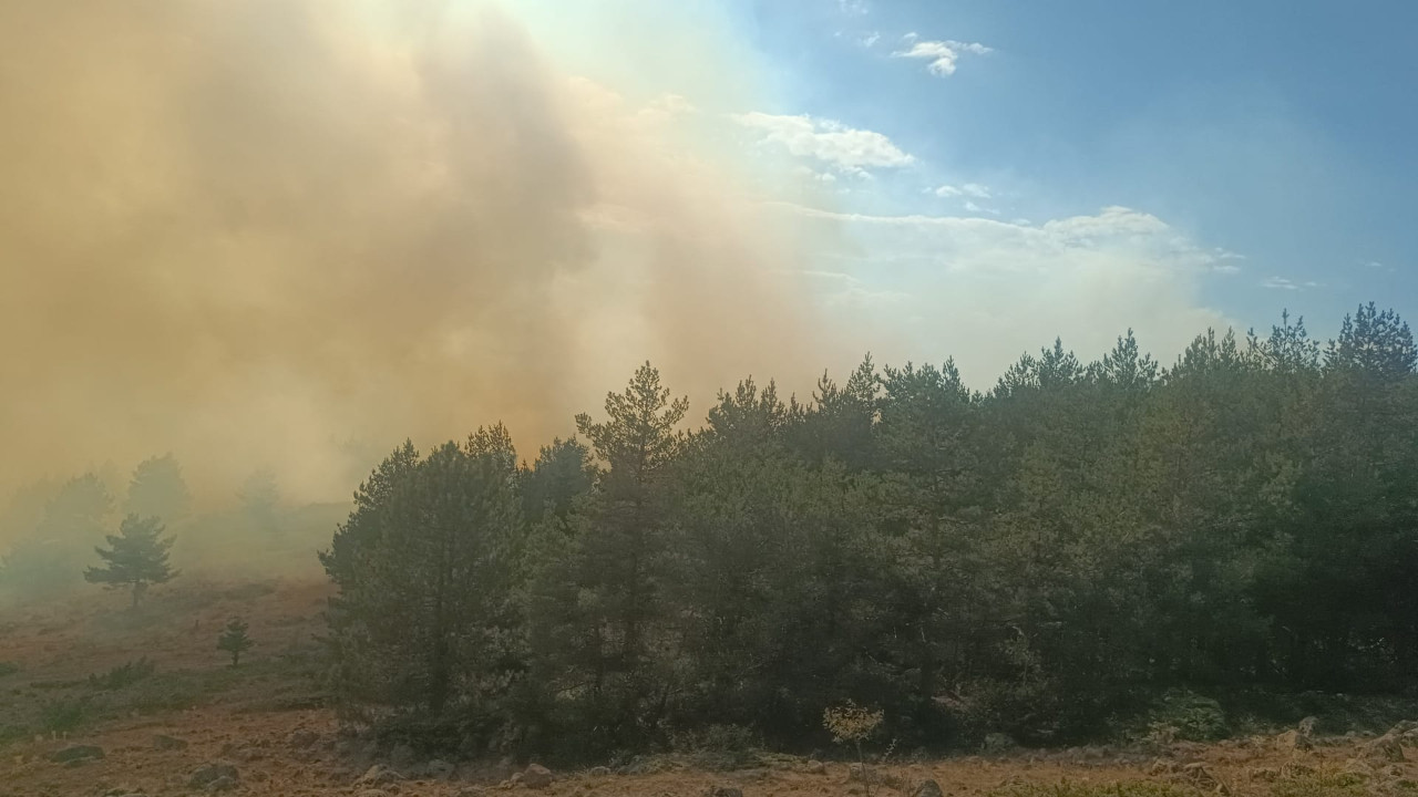 Bolu'da anız yangını ormana sıçradı