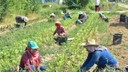 Tarım işçisi yevmiyesi 1000 TL oldu! Adana, Mersin ve Hatay’da geçerli