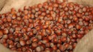 Fındık fiyatları zirvede! 6.5 dolara 'yok' satıyor