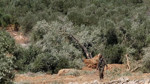 İsrail güçleri Ramallah yakınında onlarca zeytin ağacını söktü