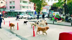 O ilde sokak hayvanlarını beslemek yasaklandı
