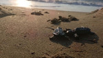 Davutlar sahilinde yuvada kalan 22 caretta yavrusu denize ulaştırıldı