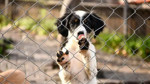 Mahkeme, sahipsiz köpeklerin beslenmesine yönelik yasağı iptal etti
