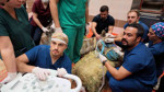MAKÜ’de retina rahatsızlığı bulunan deve için kök hücre süreci başladı