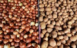 Patates ve soğanları asla buzdolabında saklamayın! Bu yöntemle 2 aya kadar filizlenmeden kalıyor