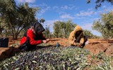 Antep fıstığı hasadı bitti zeytin mesaisi başladı