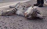 Sansa deresinde nesli tükenmekte olan birçok hayvan telef oldu