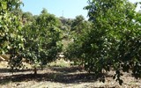 Antalya'nın Alanya ilçesinde üretiliyor! Bir tanesi 55 TL'den satılıyor