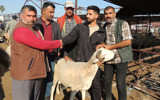 Kurbanlıklar alıcı bekliyor