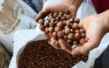 Serbest piyasada fındık fiyatları yükseldi! Ordu'da üretici mutlu