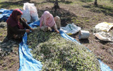 Yayladağ’da zeytini kuraklık vurdu