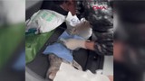 Veteriner depreme ameliyatta yakalandı