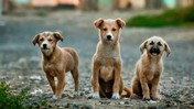 Sahipsiz sokak köpekleri kanun teklifinin ayrıntıları! Sokakta sahipsiz köpek olmayacak, belediyelerin öldürme yetkisi artacak!
