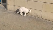 Sağlık Bakanlığından hastane yazısı: Bahçede kedi köpek olmayacak