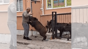 Bahçeye giren domuzları ekmek vererek uzaklaştırdı